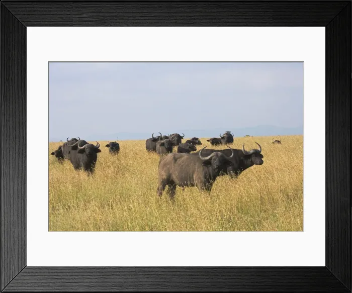 Framed Print : DDE-90020252 Framed Print : DDE-90020252