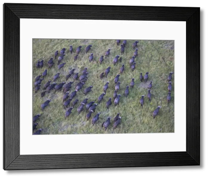 Framed Print : DDE-90020256 Framed Print : DDE-90020256