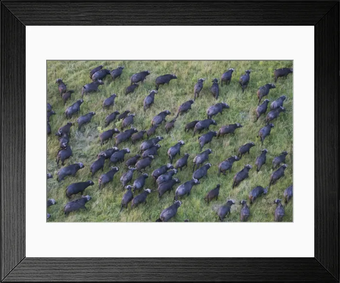 Framed Print : DDE-90020257