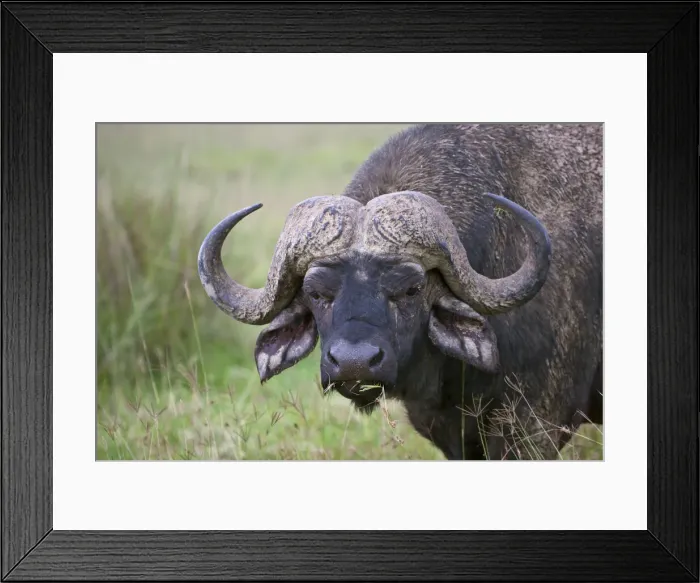 Framed Print : DDE-90020258 Framed Print : DDE-90020258