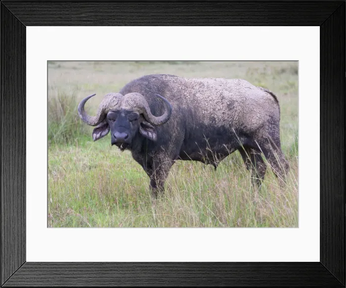 Framed Print : DDE-90020259 Framed Print : DDE-90020259