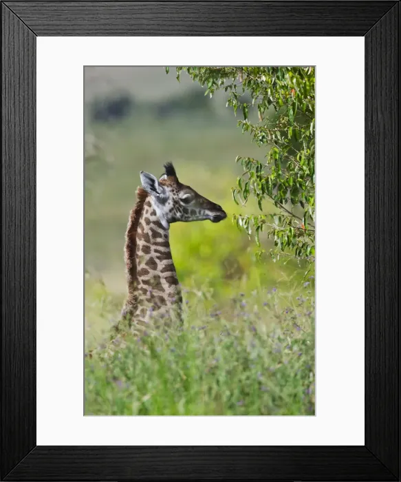 Framed Print : DDE-90020260 Framed Print : DDE-90020260