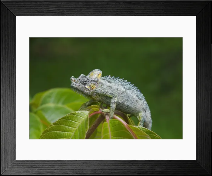 Framed Print : DDE-90020262