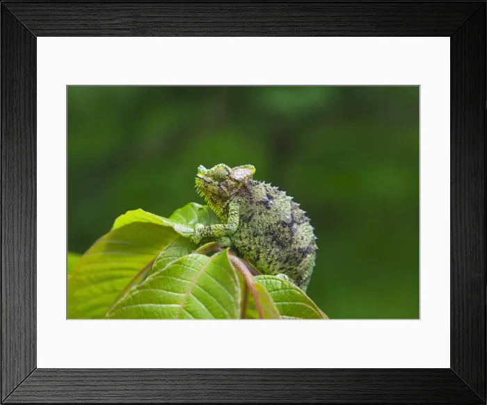 Framed Print : DDE-90020263 Framed Print : DDE-90020263