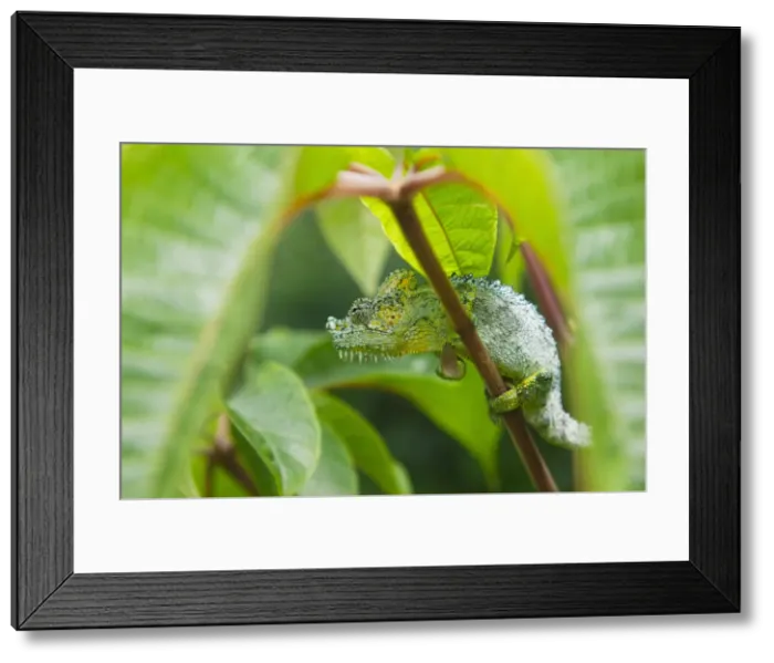 Framed Print : DDE-90020264 Framed Print : DDE-90020264
