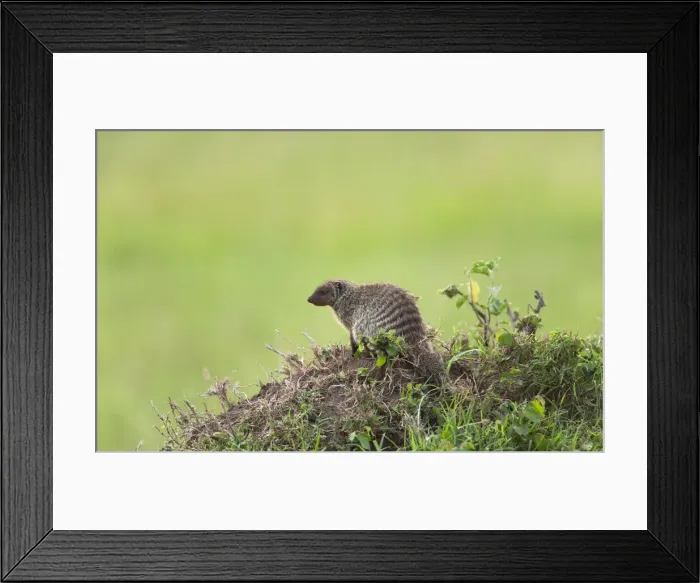 Framed Print : DDE-90020261