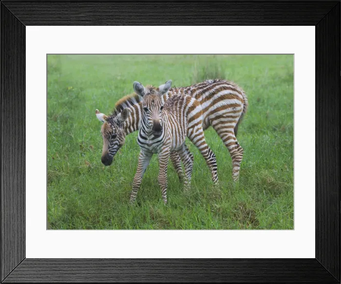 Framed Print : DDE-90020266 Framed Print : DDE-90020266