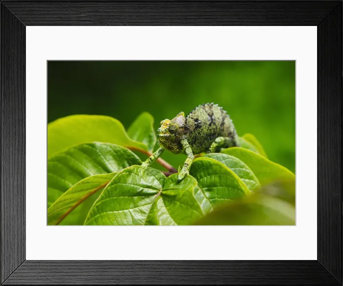 Framed Print : DDE-90020265 Framed Print : DDE-90020265