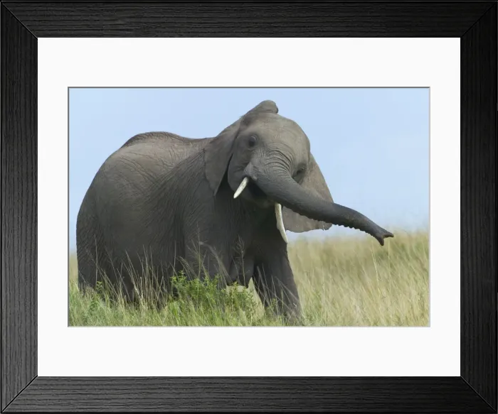 Framed Print : DDE-90020270 Framed Print : DDE-90020270