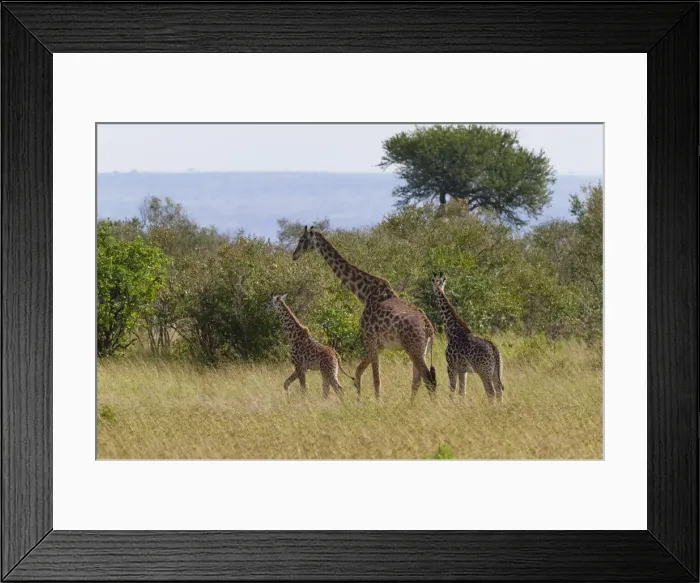 Framed Print : DDE-90020271 Framed Print : DDE-90020271