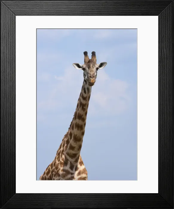 Framed Print : DDE-90020272 Framed Print : DDE-90020272