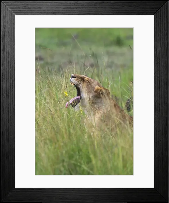 Framed Print : DDE-90020274 Framed Print : DDE-90020274
