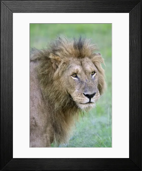 Framed Print : DDE-90020275 Framed Print : DDE-90020275