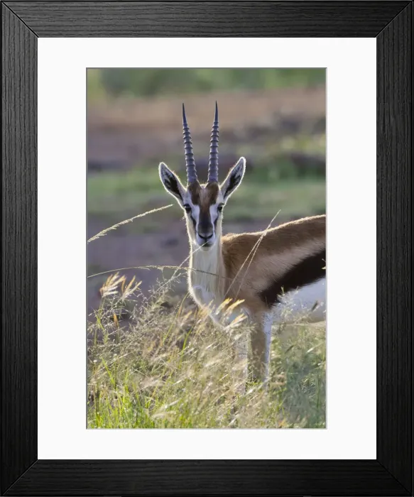 Framed Print : DDE-90020278 Framed Print : DDE-90020278