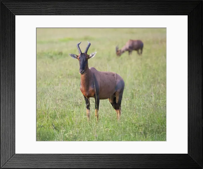 Framed Print : DDE-90020279 Framed Print : DDE-90020279