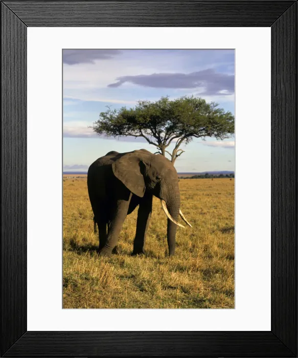 Framed Print : DDE-90020280 Framed Print : DDE-90020280