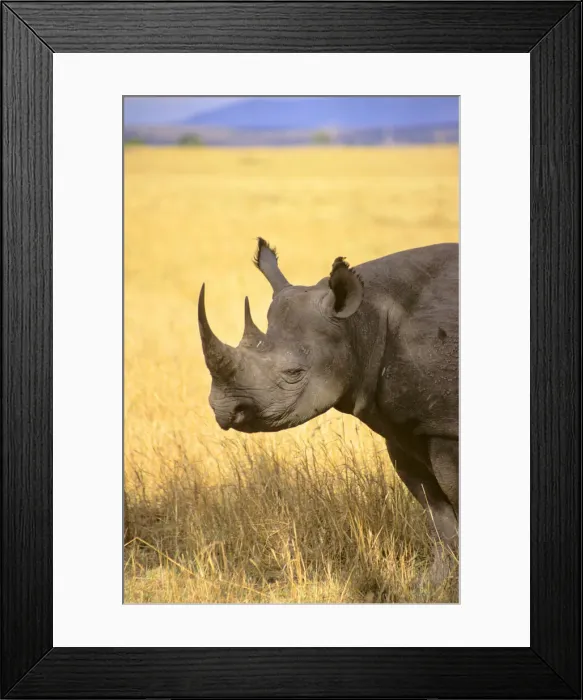 Framed Print : DDE-90020281 Framed Print : DDE-90020281