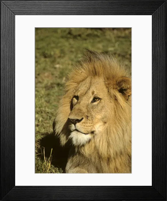 Framed Print : DDE-90020282 Framed Print : DDE-90020282