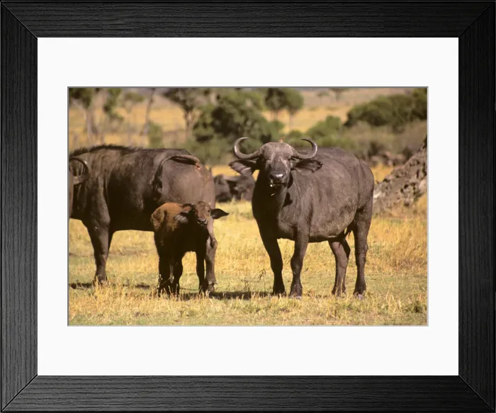 Framed Print : DDE-90020283 Framed Print : DDE-90020283
