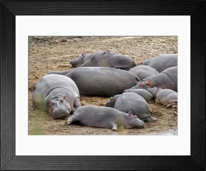 Framed Print : DDE-90020292 Framed Print : DDE-90020292