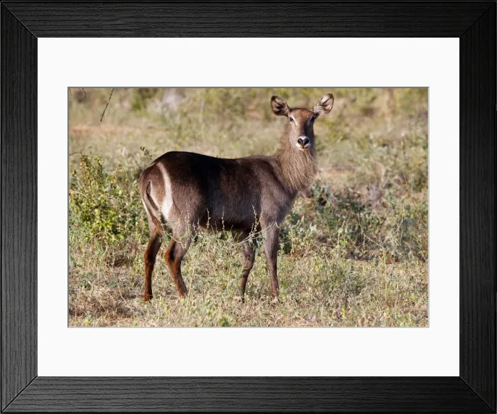 Framed Print : DDE-90020294 Framed Print : DDE-90020294