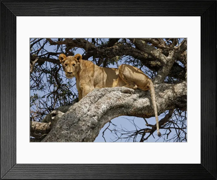 Framed Print : DDE-90020291 Framed Print : DDE-90020291