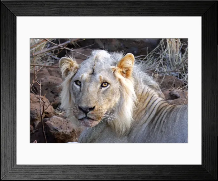 Framed Print : DDE-90020295 Framed Print : DDE-90020295