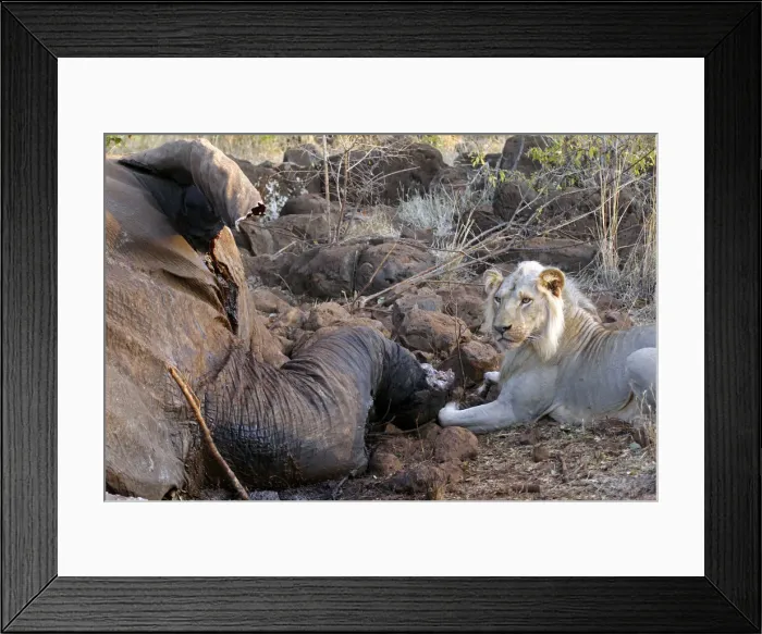 Framed Print : DDE-90020296