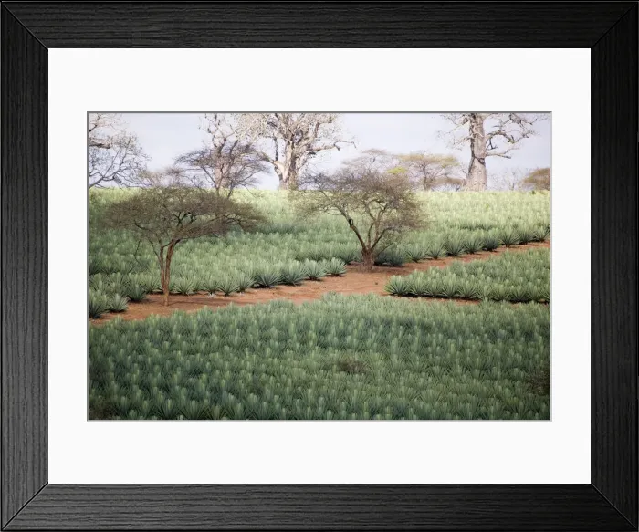 Framed Print : DDE-90020301 Framed Print : DDE-90020301