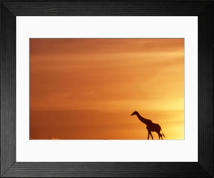 Framed Print : DDE-90020303 Framed Print : DDE-90020303
