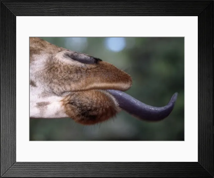 Framed Print : DDE-90020304 Framed Print : DDE-90020304