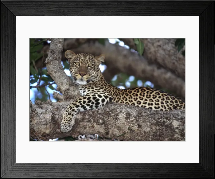 Framed Print : DDE-90020302 Framed Print : DDE-90020302