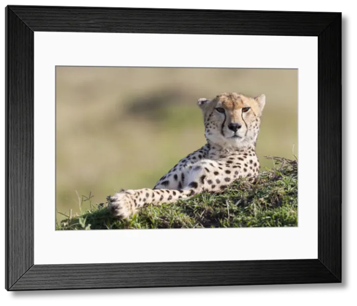 Framed Print : DDE-90020306 Framed Print : DDE-90020306