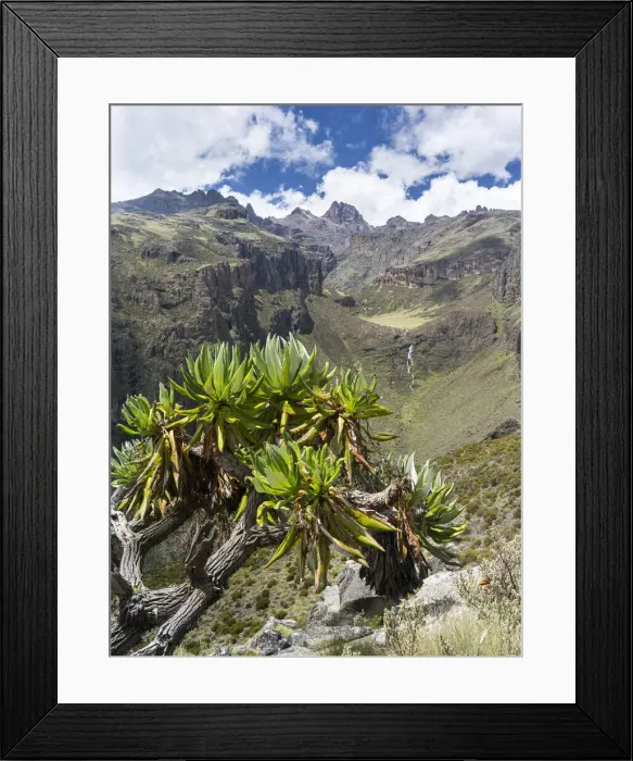 Framed Print : DDE-90020307