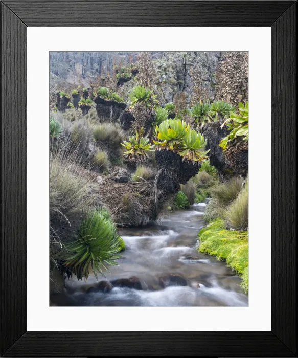 Framed Print : DDE-90020309