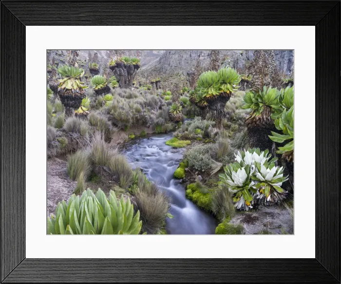 Framed Print : DDE-90020310
