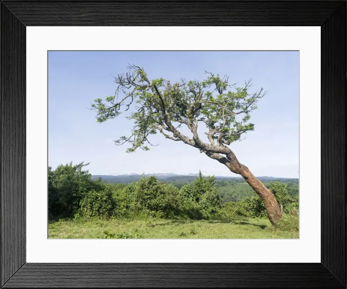 Framed Print : DDE-90020311 Framed Print : DDE-90020311