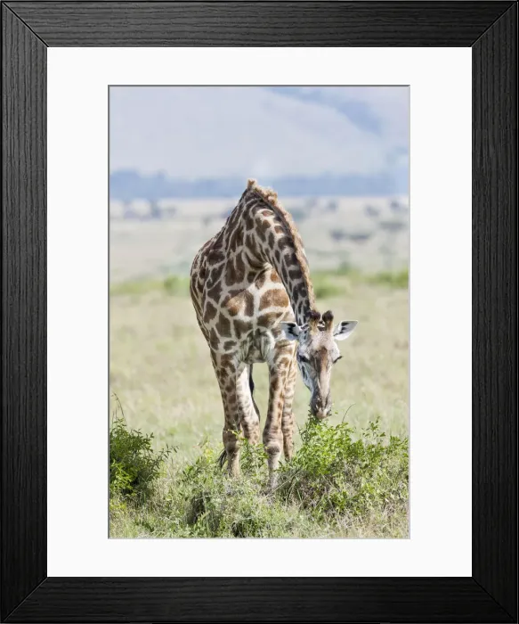 Framed Print : DDE-90020319 Framed Print : DDE-90020319