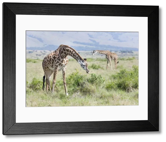 Framed Print : DDE-90020320 Framed Print : DDE-90020320