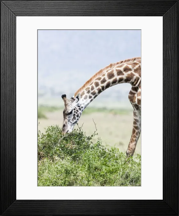 Framed Print : DDE-90020321 Framed Print : DDE-90020321