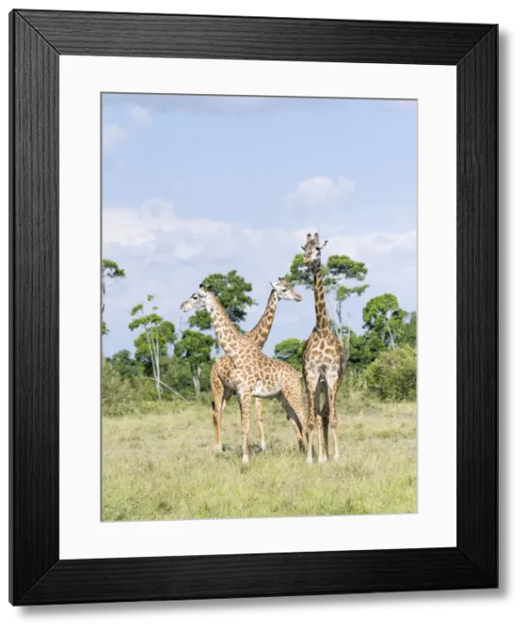 Framed Print : DDE-90020322 Framed Print : DDE-90020322