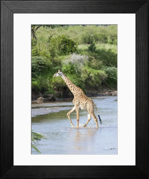 Framed Print : DDE-90020323 Framed Print : DDE-90020323