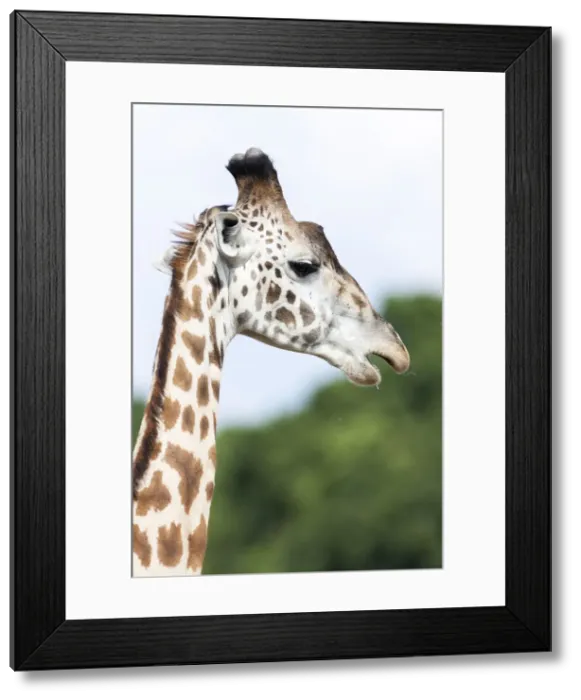 Framed Print : DDE-90020324 Framed Print : DDE-90020324