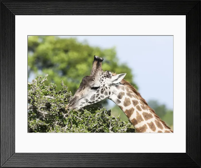 Framed Print : DDE-90020325 Framed Print : DDE-90020325