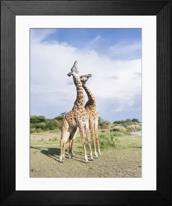 Framed Print : DDE-90020326 Framed Print : DDE-90020326