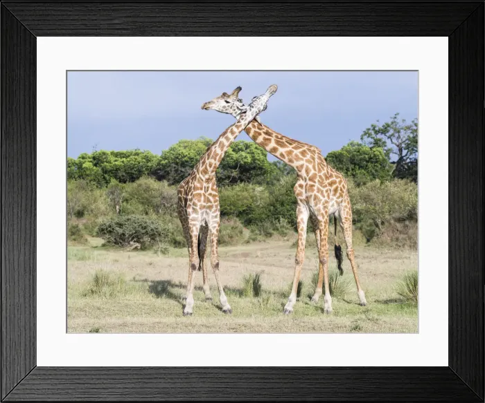 Framed Print : DDE-90020327 Framed Print : DDE-90020327