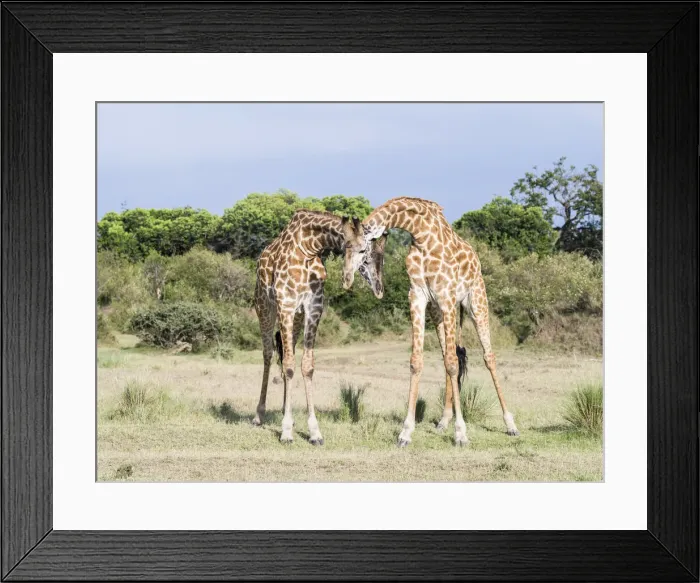 Framed Print : DDE-90020328 Framed Print : DDE-90020328