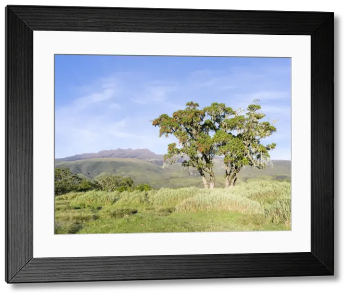 Framed Print : DDE-90020330 Framed Print : DDE-90020330