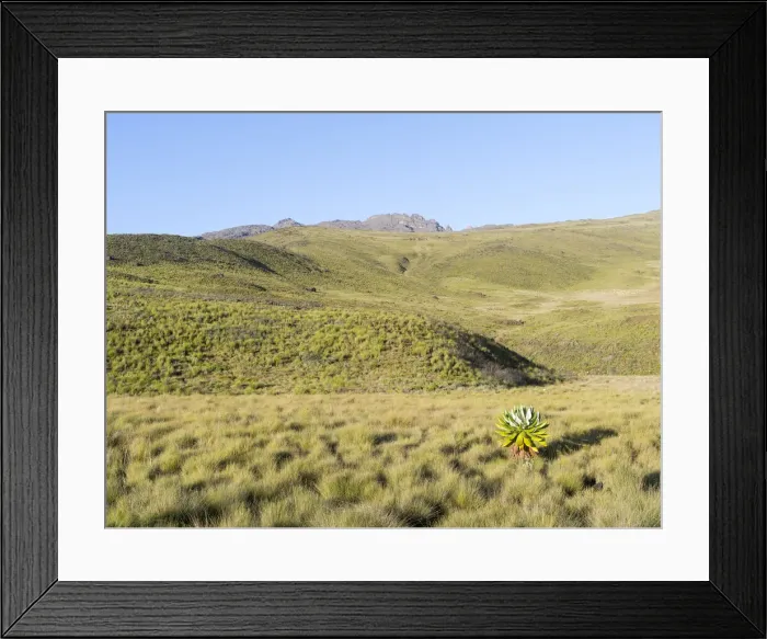 Framed Print : DDE-90020332 Framed Print : DDE-90020332