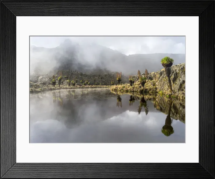 Framed Print : DDE-90020334 Framed Print : DDE-90020334